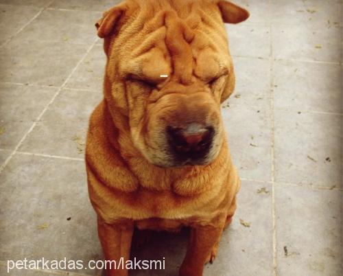 paspas Dişi Çin Shar-Pei