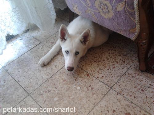 sharlot Dişi Sibirya Kurdu (Husky)