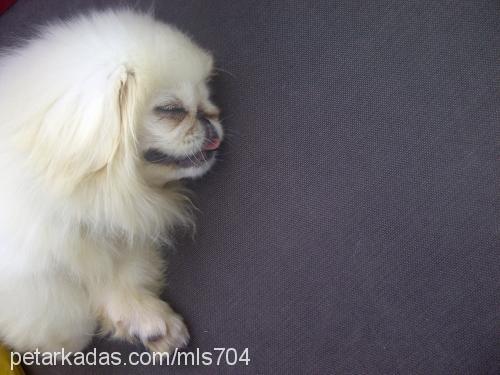 lita Dişi Pekingese