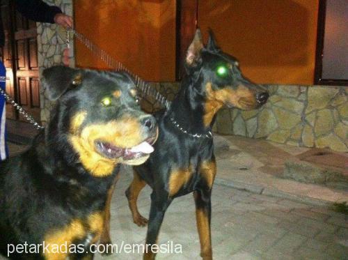 Şİra Dişi Rottweiler