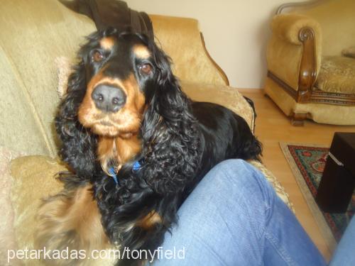 tony Erkek İngiliz Cocker Spaniel