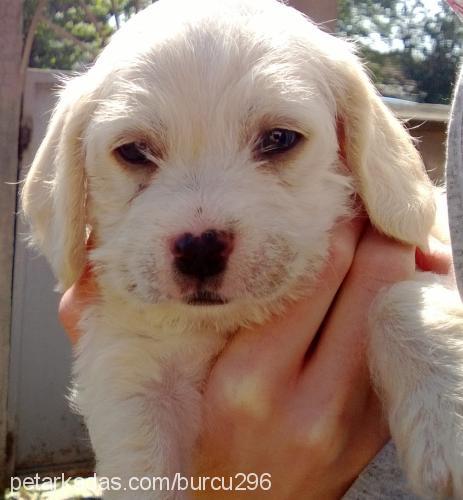 pako Erkek Amerikan Cocker Spaniel