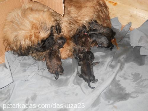 reisböcüknazlıs Dişi Pekingese