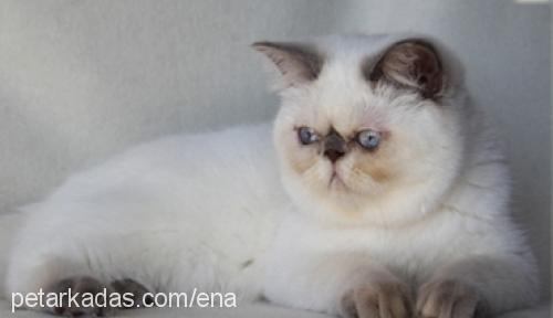 tamagochı Dişi Exotic Shorthair