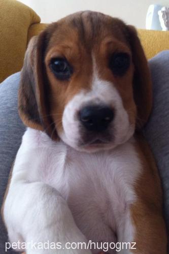 hugo Erkek Beagle