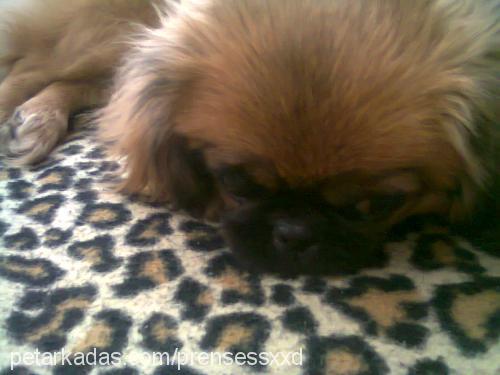 prenses Dişi Pekingese