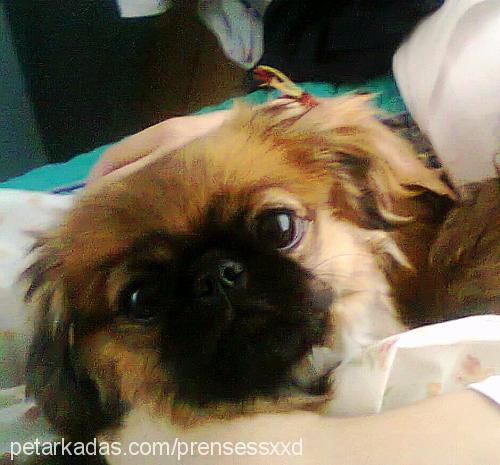 prenses Dişi Pekingese