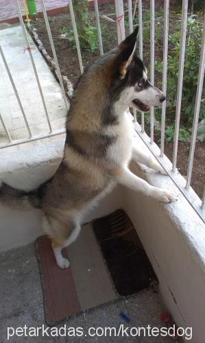 kontes Dişi Sibirya Kurdu (Husky)