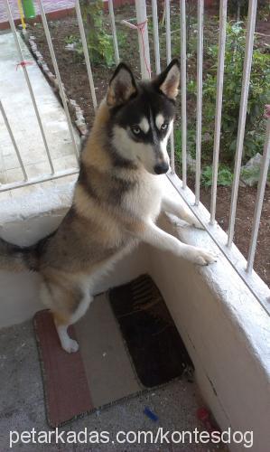 kontes Dişi Sibirya Kurdu (Husky)