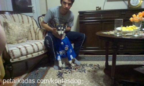 kontes Dişi Sibirya Kurdu (Husky)