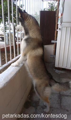 kontes Dişi Sibirya Kurdu (Husky)