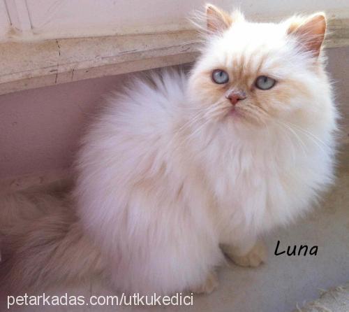 luna Dişi Himalayan