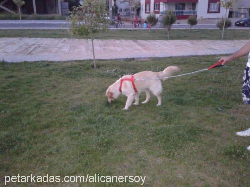 köpük Dişi Golden Retriever