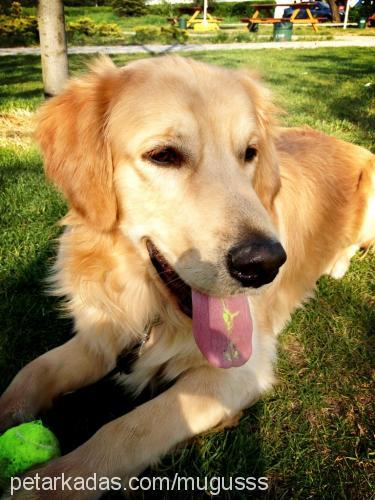 robin Erkek Golden Retriever