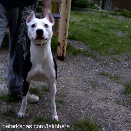 hera Dişi Amerikan Pitbull Terrier