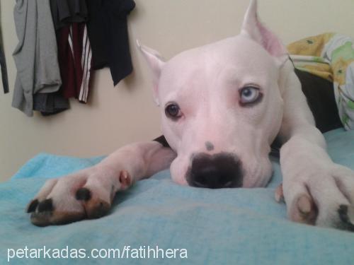 hera Dişi Amerikan Pitbull Terrier