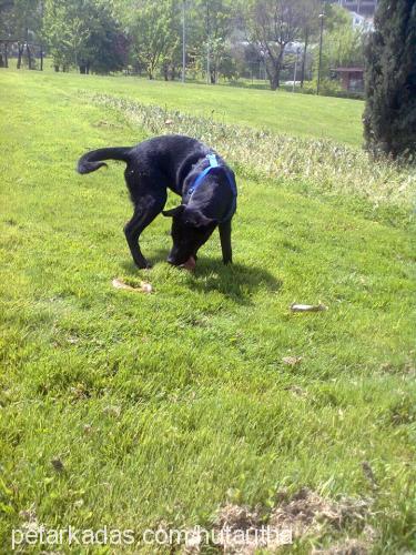 biber Dişi Labrador Retriever