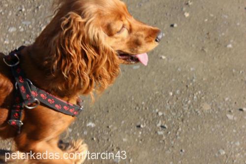 tarçın Dişi İngiliz Cocker Spaniel