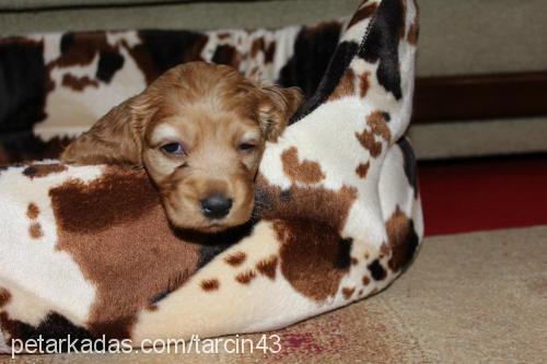 tarçın Dişi İngiliz Cocker Spaniel