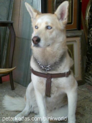 Çoban Erkek Sibirya Kurdu (Husky)