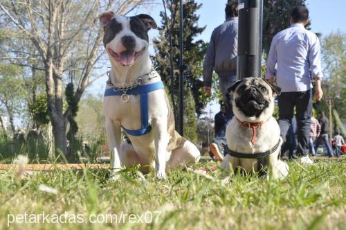 rex Erkek Amerikan Staffordshire Terrier