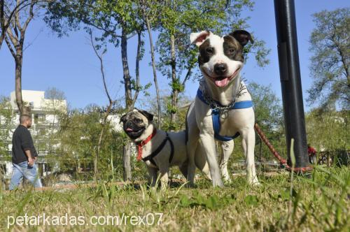 rex Erkek Amerikan Staffordshire Terrier