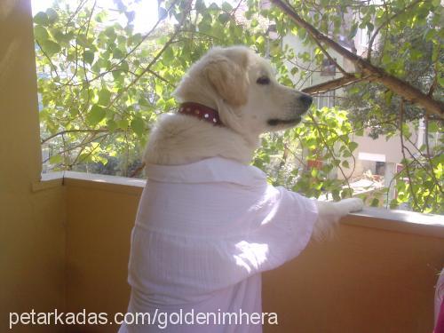 hera Dişi Golden Retriever