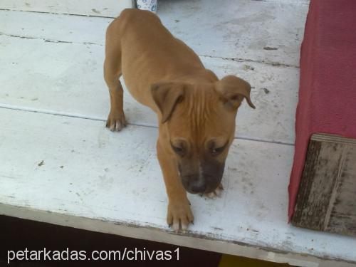 chivas Erkek Amerikan Pitbull Terrier