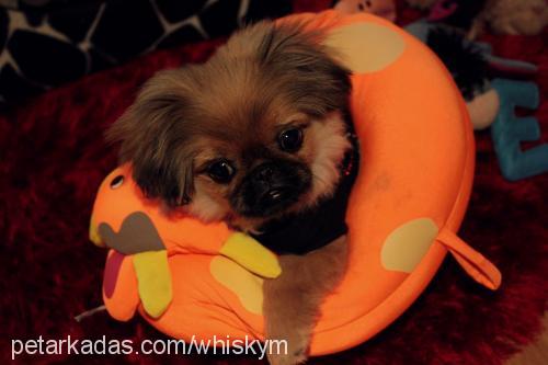 whisky Erkek Pekingese