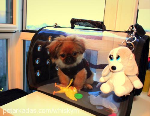 whisky Erkek Pekingese