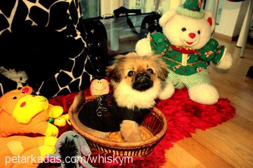 whisky Erkek Pekingese