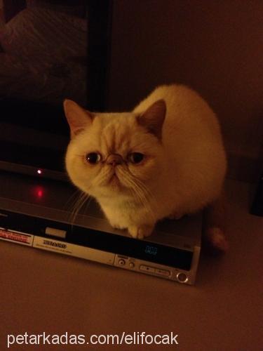 helloo Dişi Exotic Shorthair