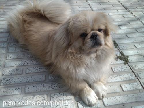 orfe Erkek Pekingese