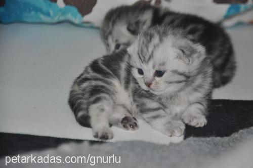 miniklerimmm Dişi British Shorthair