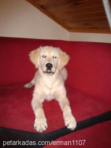 paşa Erkek Golden Retriever