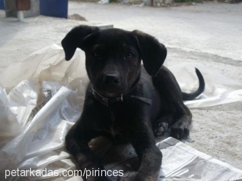 Çakıl Erkek Labrador Retriever