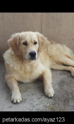 tina Dişi Golden Retriever