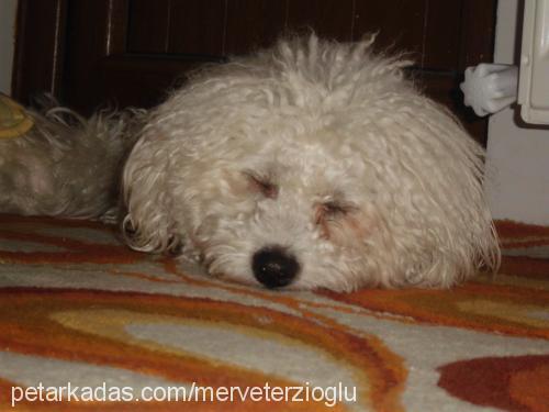 achilles Erkek Bichon Frise