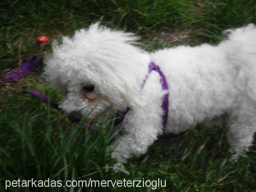 achilles Erkek Bichon Frise