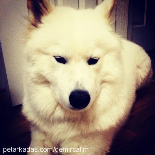 sam Erkek Samoyed