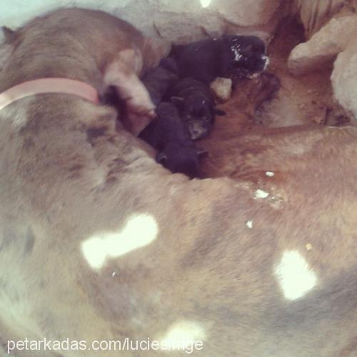 bebislerimiz Erkek Cane Corso Italiano