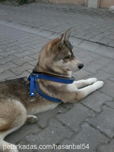 jessie Dişi Alaskan Malamute