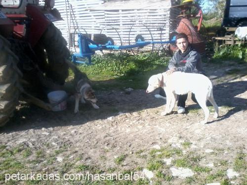 jessie Dişi Alaskan Malamute