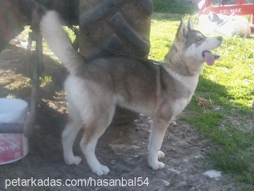 jessie Dişi Alaskan Malamute