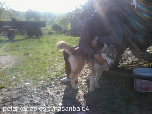 jessie Dişi Alaskan Malamute