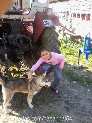 jessie Dişi Alaskan Malamute