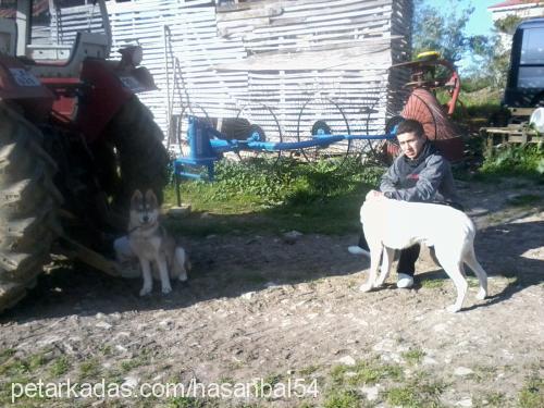 jessie Dişi Alaskan Malamute