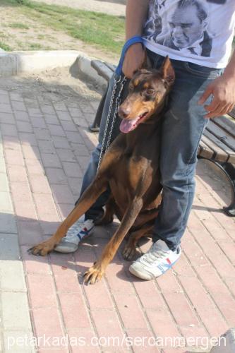 red Erkek Doberman Pinscher