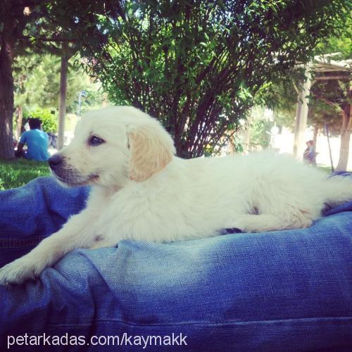 kaymak Erkek Golden Retriever