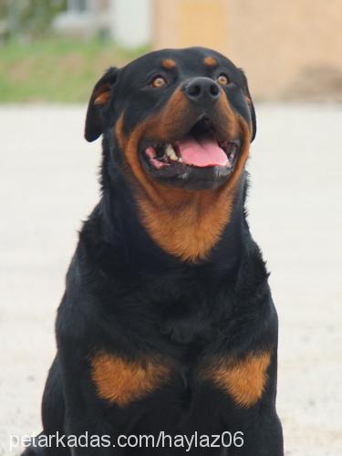 haylaz Erkek Rottweiler